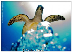 Bubbles flying to Heaven.. A big turtle that dive with me... by Carlos Pérez 